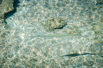 ocean, open sea, corals,   blue, clean, transparent, sun, reflection

