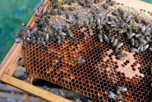 FU 2020-10-31 BienenHelmut 67 Auf Einer Wabe Sitzen Viele Bienen