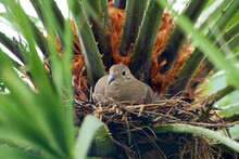 Morning Dove Nesting In Palm Tree