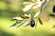 Olive bunch with black ripe olives in olive grove on a blurred background, Puglia, Italy. Copy space. Natural olives and olive oil theme, healthy eating