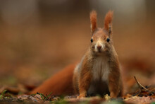 Close Up Of A Cute Red Squirrel,  Sciurus Vulgaris Feeding On The Ground. Taken In A Forest In Czech Republic. Beautifull Wildlife Scene