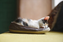 Cute Kitten Sleeping Inside A Shoe At Home
