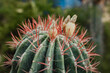 cactus macro blossom