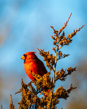 Northern Cardinal Male Perched In Cedar Tree