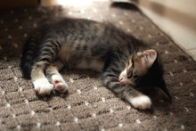 The Kitten Is Sleeping Comfortably On The Carpet.