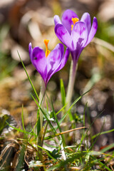 Wall Mural - Crocus heuffelianus, Crocus vernus  in Bistrita, Romania