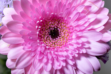 Canvas Print - Full blooming of pink flower of Gerbera