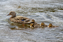 Female Mallard Duck With Her Baby Ducks Swimming On A Choppy River. The Mallard Is A Large Duck With A Hefty Body, Rounded Head, And Wide, Flat Bill. The Ducks Are A Soft Yellow And Brown Down Feather