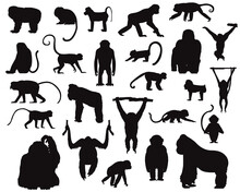 Various Ape And Monkey Silhouettes Vector Illustration