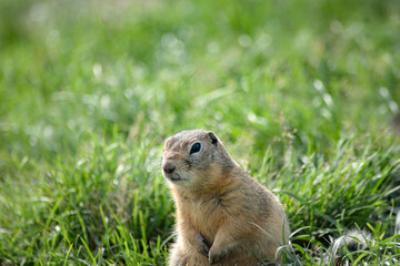 Wall Mural - photo of a wild ground squirrel in its natural habitat, in summer on a green meadow. close-up