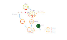 Receptor-mediated Endocytosis [Low Density Lipoprotein]