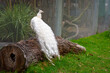 white peacock on a log
