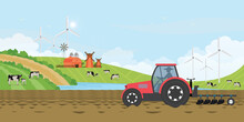 Farmer Driving A Tractor In Farm Land On Rural Farm, Holstein Cow And Calves In A Field.