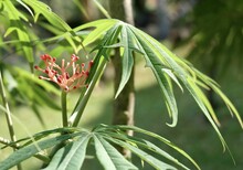 Jatropha Multifida Or Coral Plant With Red Flowers On Tree