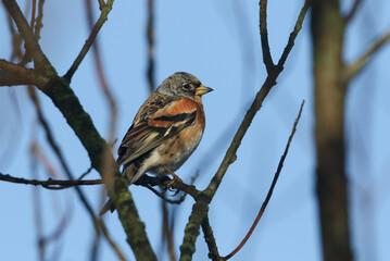 Wall Mural - A Brambling, Fringilla montifringilla, perched on a branch of a tree in winter.	