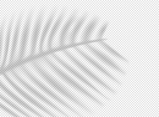 Aufkleber - Palm leaf shadow overlay effect on transparent background