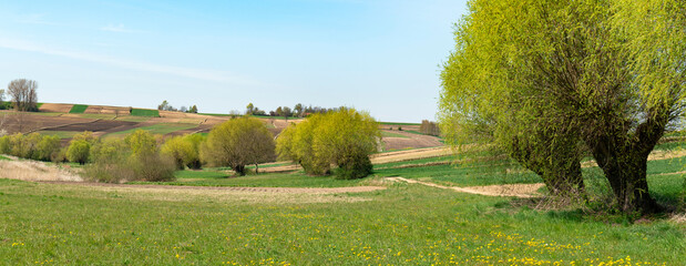 Wall Mural - Beautiful spring rural landscape with willow trees