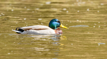 Wall Mural - wild duck (anas platyrhynchos) male swimming in water