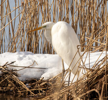 Great Egret Amon The Reeds