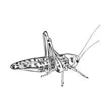 Locust, Contour Sketch Isolated On White Background Vector