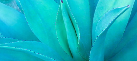 Fotobehang - closeup agave cactus, abstract natural pattern background and textures, dark blue toned 