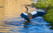 Egyptian Goose Splashing On Pond