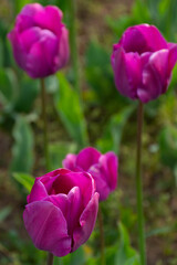 Wall Mural - bunch of blooming purple tulip flowers. beautiful floral nature background in spring