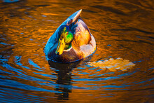 Country Duck Swimming In The River At Sunset