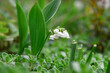 lily of the valley blooming in the forest