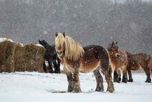 Belgian Draft Horse In Winter Field