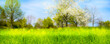 canvas print picture - flowering trees in spring, blurred floral spring background with green meadow in foreground, idyllic springtime nature under blue sky, pollen allergy alert