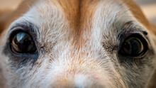 Close Up Of A Beagle Eyes