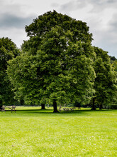 Picnic Tables Below A Mature Horse Chestnut Tree In A Meadow