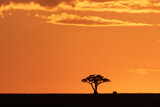 Fototapeta Sawanna - Sonnenuntergang in der Massai Mara