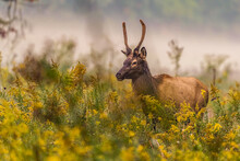 Male Elk With New Antlers