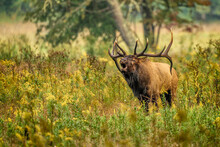 Bull Elk Bugling In Field Of Golden Rod