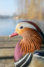 Head Portrait Of A Male Mandarin Duck (Aix Galericulata).