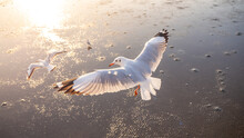 A Seagull Is Flying In The Air, Leaving The Muddy Bottom Caused By The Low Tide Of The Sea. The Evening Sunlight Shone On The White Wings Of The Bird.