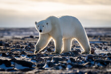 Polar Bear Walks Across Tundra Raising Paw