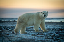 Polar Bear Stands On Flat Snowy Tundra