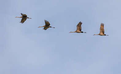 Poster - Sandhill cranes in flight for migration 