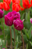 Fototapeta Tulipany - purple and orange tulips in the spring
