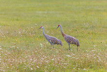Sandhill Cranes In Flight For Migration 