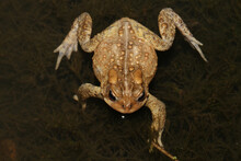 Dorsal View Of An American Toad (Anaxyrus Americanus; Formerly Bufo Americanus) Floating In A Pond During Breeding Season.