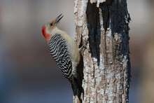 Red-bellied Woodpecker With Mouth Open