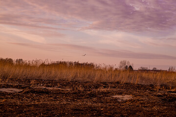 Wall Mural - Bird flying over Skrea beach in Falkenberg, Sweden in the sunset