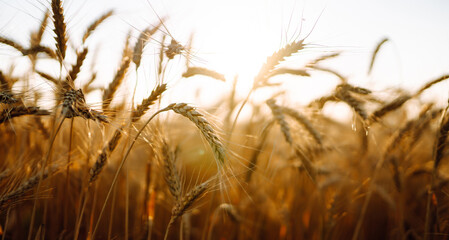 Backdrop of ripening ears of yellow wheat field. Growth nature harvest. Agriculture farm.