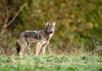 Grey wolf ( Canis lupus ) close up