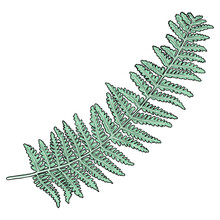 Green Forest Fern, Hand Drawn Art Foliage, Made Of Real Natural Leaves. Decorative Domesticated For City Landscapes And Gardens. Park Forest Plants, Leaves And Young Ferns. Vector.