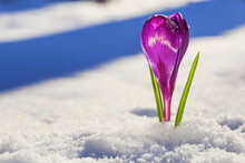 Crocus - Blooming Purple Flower Making Their Way From Under The Snow In Early Spring, Closeup With Space For Text